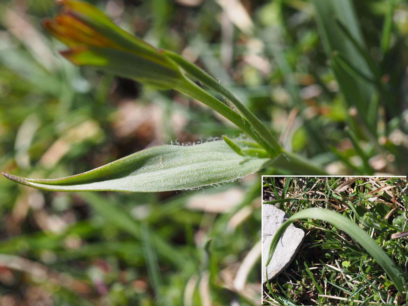 Gagea, Meadow leaf